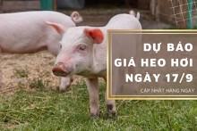 Dự báo giá heo hơi ngày 17/9: Ba miền sẽ tiếp tục điều chỉnh giảm trong ngày mai?