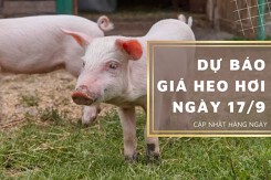 Dự báo giá heo hơi ngày 17/9: Ba miền sẽ tiếp tục điều chỉnh giảm trong ngày mai?