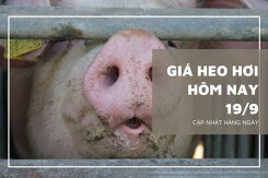 Giá heo hơi hôm nay 19/9: Giảm rải rác trong ngày đầu tuần