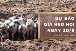 Dự báo giá heo hơi ngày 20/9: Thị trường kéo dài đà giảm?
