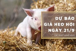Dự báo giá heo hơi ngày 21/9: Ba miền liệu có biến động trong thời gian tới?