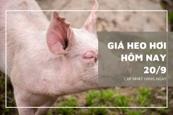 Giá heo hơi hôm nay 20/9: Nhiều tỉnh thành tiếp tục có giá đi ngang