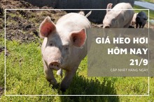 Giá heo hơi hôm nay 21/9: Giảm cao nhất 6.000 đồng/kg ở cả ba miền