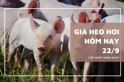 Giá heo hơi hôm nay 22/9: Tiếp tục giảm mạnh, mốc thấp nhất là 56.000 đồng/kg