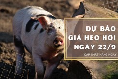 Dự báo giá heo hơi ngày 22/9: Xu hướng giảm tiếp tục kéo dài tại nhiều địa phương?