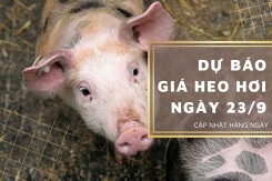 Dự báo giá heo hơi ngày 23/9: Ba miền sẽ tiếp tục giảm mạnh trong ngày mai?