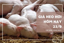 Giá heo hơi hôm nay 23/9: Giảm rải rác ở một vài địa phương ở cả ba miền