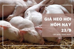 Giá heo hơi hôm nay 23/9: Giảm rải rác ở một vài địa phương ở cả ba miền