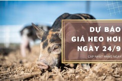 Dự báo giá heo hơi ngày 24/9: Xu hướng giảm vẫn tiếp diễn vào cuối tuần?