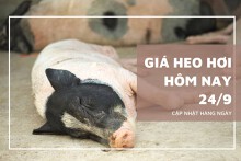 Giá heo hơi hôm nay 24/9: Miền Trung, Tây Nguyên và miền Nam giảm 1.000 đồng/kg