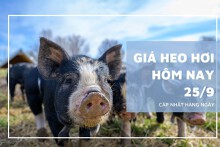 Giá heo hơi hôm nay 25/9: Thị trường tiếp đà lao dốc trong tuần tới?