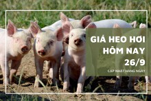 Giá heo hơi hôm nay 26/9: Miền Trung, Tây Nguyên tiếp tục giảm nhẹ
