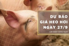 Dự báo giá heo hơi ngày 27/9: Duy trì xu hướng đi ngang trong thời gian tới?