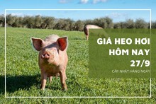 Giá heo hơi hôm nay 27/9: Giảm nhẹ tại miền Trung, Tây Nguyên