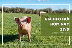 Giá heo hơi hôm nay 27/9: Giảm nhẹ tại miền Trung, Tây Nguyên