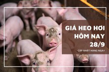 Giá heo hơi hôm nay 28/9: Điều chỉnh giảm từ 1.000 đồng/kg đến 5.000 đồng/kg