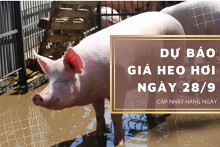 Dự báo giá heo hơi ngày 28/9: Các địa phương tiếp đà đi xuống?