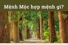 Mệnh Mộc hợp mệnh gì? Cách tăng vận may, tài lộc cho người mệnh Mộc