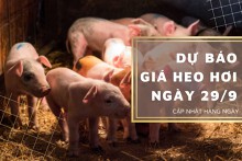 Dự báo giá heo hơi ngày 29/9: Ba miền sẽ tiếp tục điều chỉnh giảm trong ngày mai?