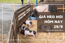 Giá heo hơi hôm nay 29/9: Giảm cao nhất 4.000 đồng/kg ở hai miền Bắc và Nam