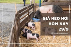 Giá heo hơi hôm nay 29/9: Giảm cao nhất 4.000 đồng/kg ở hai miền Bắc và Nam
