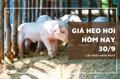 Giá heo hơi hôm nay 30/9: Đà giảm chưa có dấu hiệu dừng lại