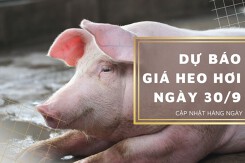 Dự báo giá heo hơi ngày 30/9: Xu hướng giảm tiếp tục kéo dài?