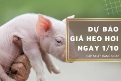 Dự báo giá heo hơi ngày 1/10: Ba miền sẽ tiếp tục điều chỉnh giảm trong ngày mai?