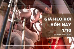 Giá heo hơi hôm nay 1/10: Biến động trái chiều cao nhất 3.000 đồng/kg