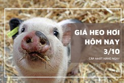 Giá heo hơi hôm nay 3/10: Tăng từ 1.000 đồng/kg đến 2.000 đồng/kg