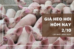 Giá heo hơi hôm nay 2/10: Xu hướng tăng giảm trái chiều sẽ còn tiếp diễn trong tuần tới?