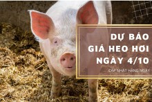Dự báo giá heo hơi ngày 4/10: Xu hướng tăng vẫn duy trì?