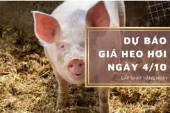 Dự báo giá heo hơi ngày 4/10: Xu hướng tăng vẫn duy trì?