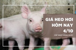 Giá heo hơi hôm nay 4/10: Ba miền tiếp tục tăng 1.000 - 3.000 đồng/kg