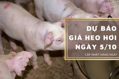Dự báo giá heo hơi ngày 5/10: Xu hướng tăng có tiếp diễn trong ngày mai?