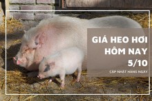 Giá heo hơi hôm nay 5/10: Biến động trái chiều cao nhất 3.000 đồng/kg