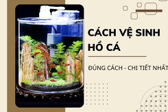 Mách bạn cách vệ sinh hồ cá tại nhà đúng cách và chi tiết nhất