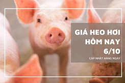 Giá heo hơi hôm nay 6/10: Tăng, giảm từ 1.000 đồng/kg đến 2.000 đồng/kg