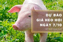 Dự báo giá heo hơi ngày 7/10: Giá thu mua sẽ tiếp tục biến động trái chiều?