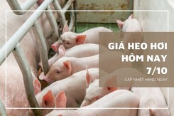Giá heo hơi hôm nay 7/10: Biến động trái chiều từ 1.000 đồng/kg đến 2.000 đồng/kg