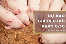 Dự báo giá heo hơi ngày 8/10: Thị trường tiếp tục tăng giảm trái chiều?