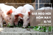 Giá heo hơi hôm nay 8/10: Tăng, giảm không đồng nhất trên ba miền