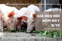 Giá heo hơi hôm nay 8/10: Tăng, giảm không đồng nhất trên ba miền