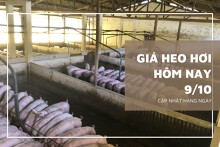 Giá heo hơi hôm nay 9/10: Thị trường tiếp tục tăng giảm trái chiều trong tuần sau?