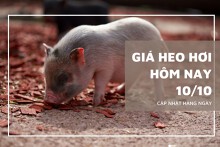 Giá heo hơi hôm nay 10/10: Ổn định, dao động trong khoảng 55.000 - 62.000 đồng/kg