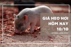 Giá heo hơi hôm nay 10/10: Ổn định, dao động trong khoảng 55.000 - 62.000 đồng/kg