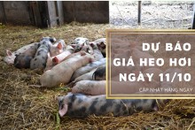 Dự báo giá heo hơi ngày 11/10: Ba miền sẽ tăng giảm khác nhau?