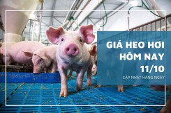 Giá heo hơi hôm nay 11/10: Biến động trái chiều ở hai miền Bắc và Nam