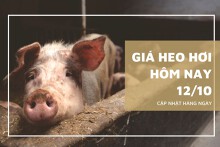 Giá heo hơi hôm nay 12/10: Biến động trái chiều với mức điều chỉnh 1.000 - 2.000 đồng/kg