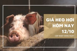 Giá heo hơi hôm nay 12/10: Biến động trái chiều với mức điều chỉnh 1.000 - 2.000 đồng/kg
